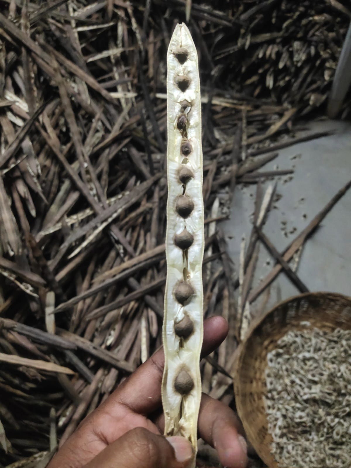 only moringa seeds image